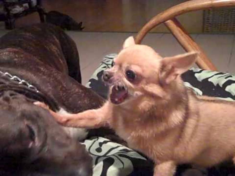 Resultado de imagen para Perros chihuahuas son mÃ¡s agresivos que los pitbulls, segÃºn sondeo