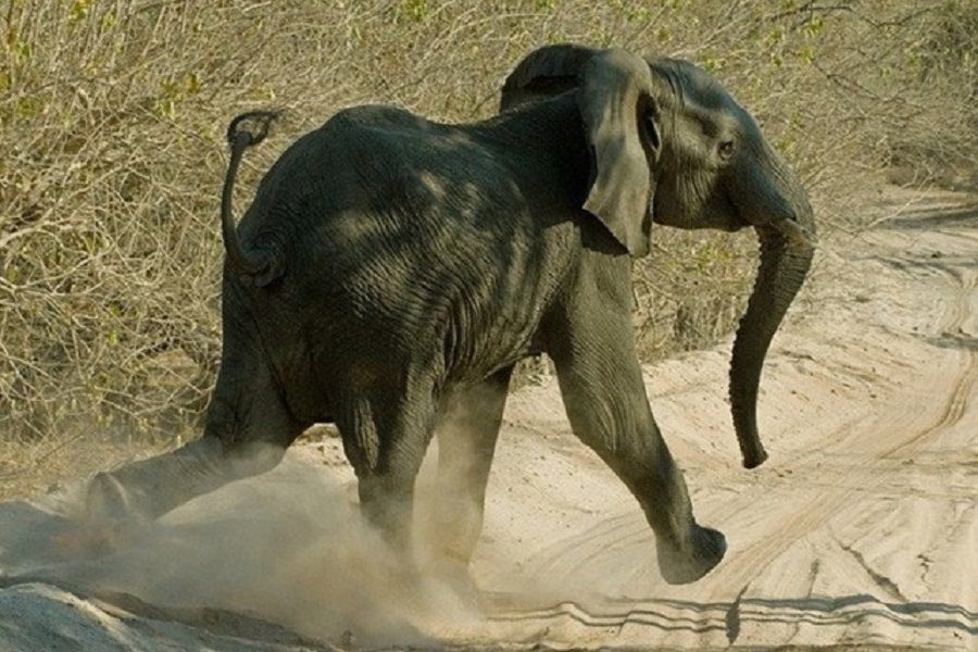 #MilManerasdeMorir número 38: Cazador profesional muere aplastado por un elefante