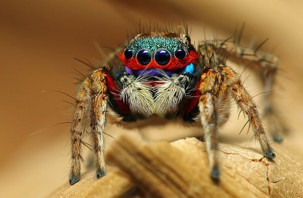 insectos1