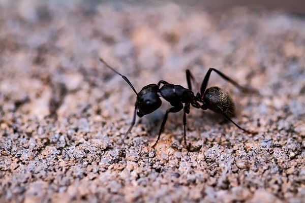 insectos2