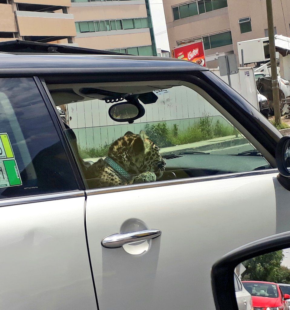 jaguarpaseando 2