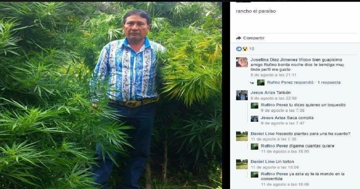 &quot;Nada más es para curar las reumas&quot;, dice Regidor en Puebla mientras posa entre matas de mariguana