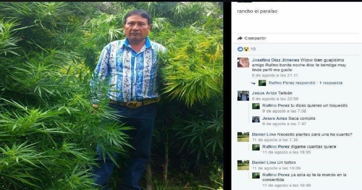 "Nada m&aacute;s es para curar las reumas", dice Regidor en Puebla mientras posa entre matas de mariguana