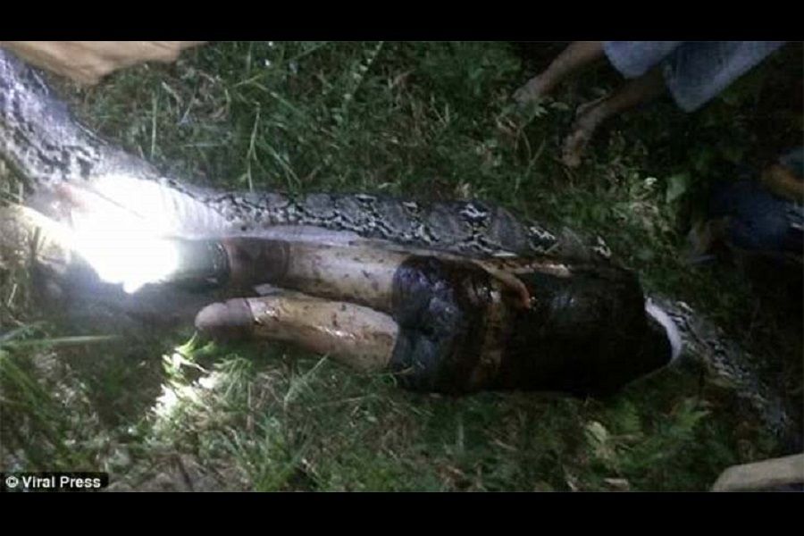 Desaparece y lo encuentran dos d&iacute;as despu&eacute;s &iexcl;dentro de una serpiente! (VIDEO)