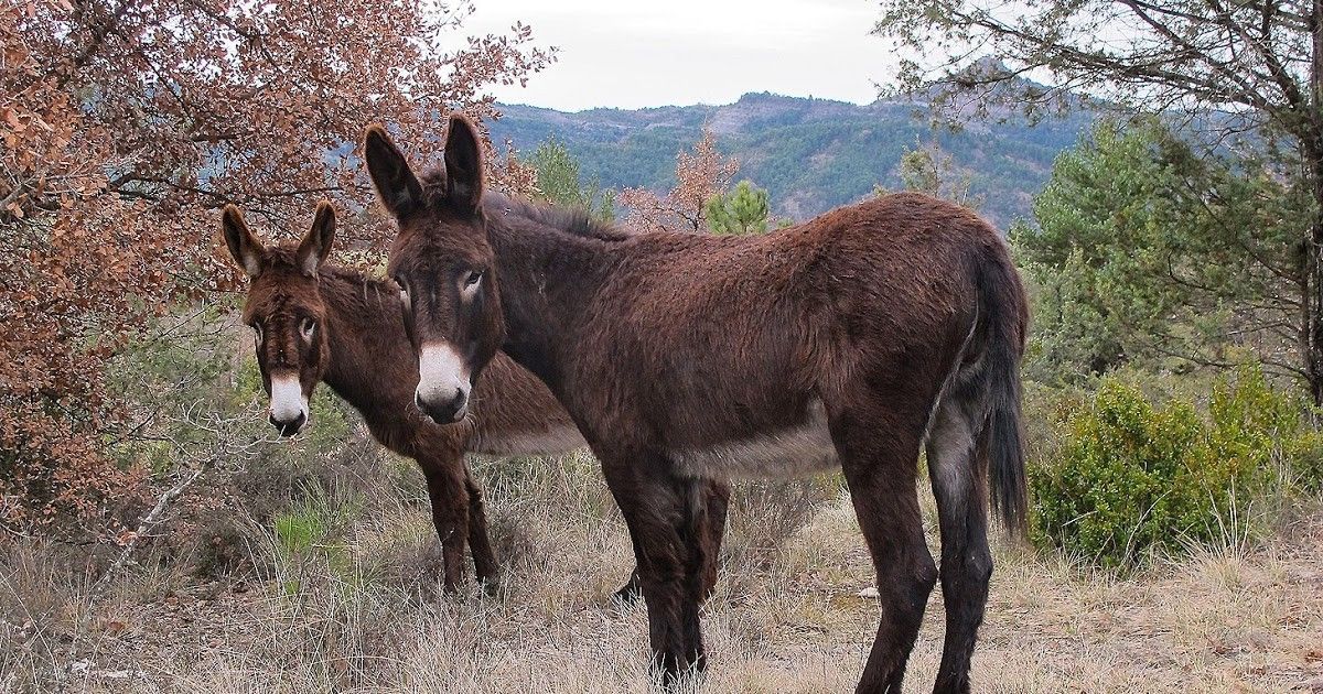Burros son arrestados por comerse las flores de una zona residencial