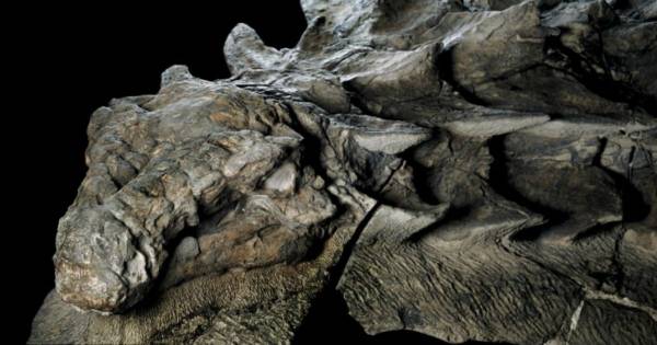 ¡Increíble! Hallan caspa en fósil de dinosaurio de más de 125 millones de años