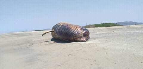 ballena 1 1