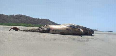 ballena adulta 1