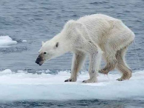 cambio climatico animales consecuencias 0
