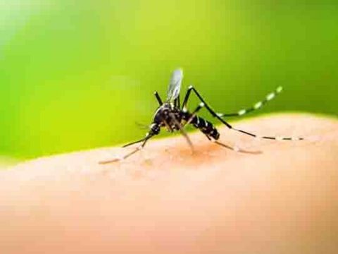 dengue cambio climatico