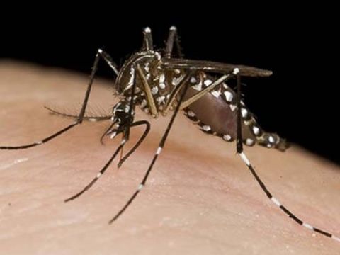 dengue cambio climatico alerta