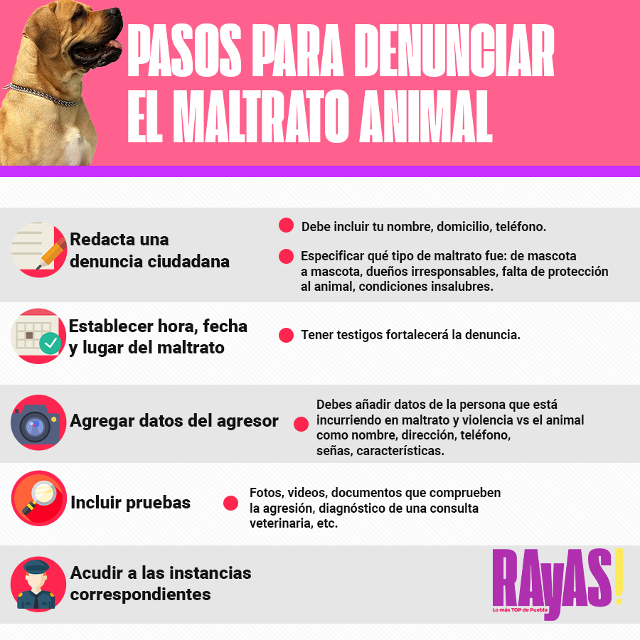 info pasosanimal
