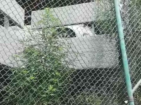 mariguana aicm4