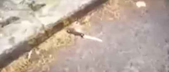 mujeres persiguen y someten a dos asaltantes 4