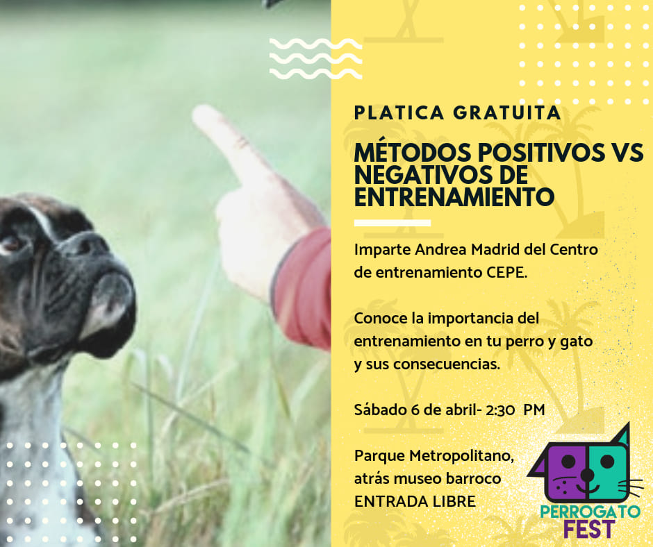 notaperro3