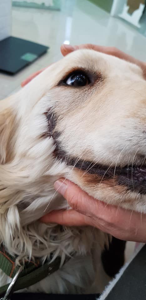 perrito 1 1