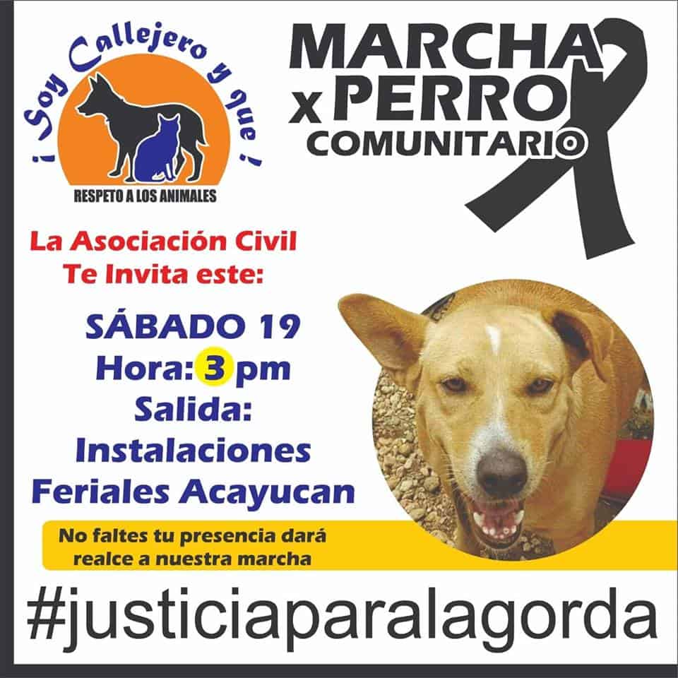 perro