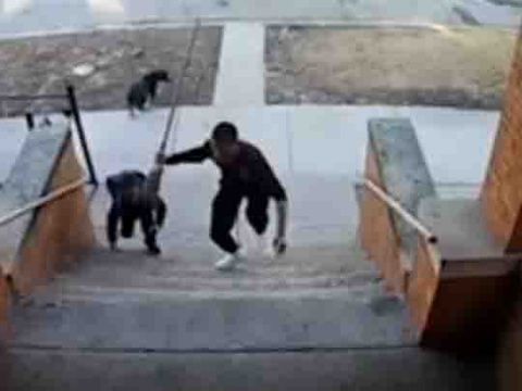 perro ataca ninos video brutal