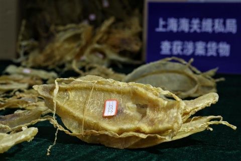 pez totoaba china detenida