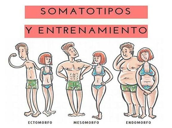 somatotipos
