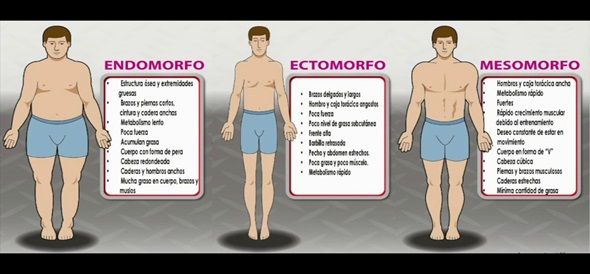 somatotipos2