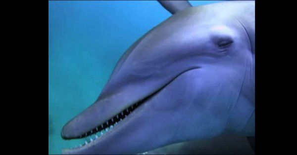 Veneno de pez globo da&ntilde;a a los delfines &iexcl;terminan drogados!