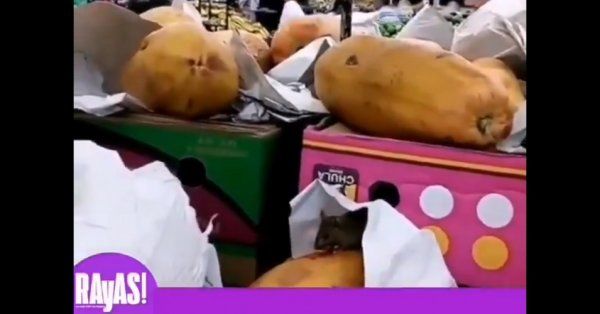 ¡Cuidado! Papayas del Chedraui Selecto incluyen ratas (Video)