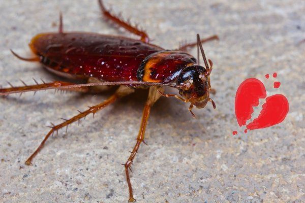 Un zool&oacute;gico dejar&aacute; que bautices a una cucaracha con el nombre de tu ex