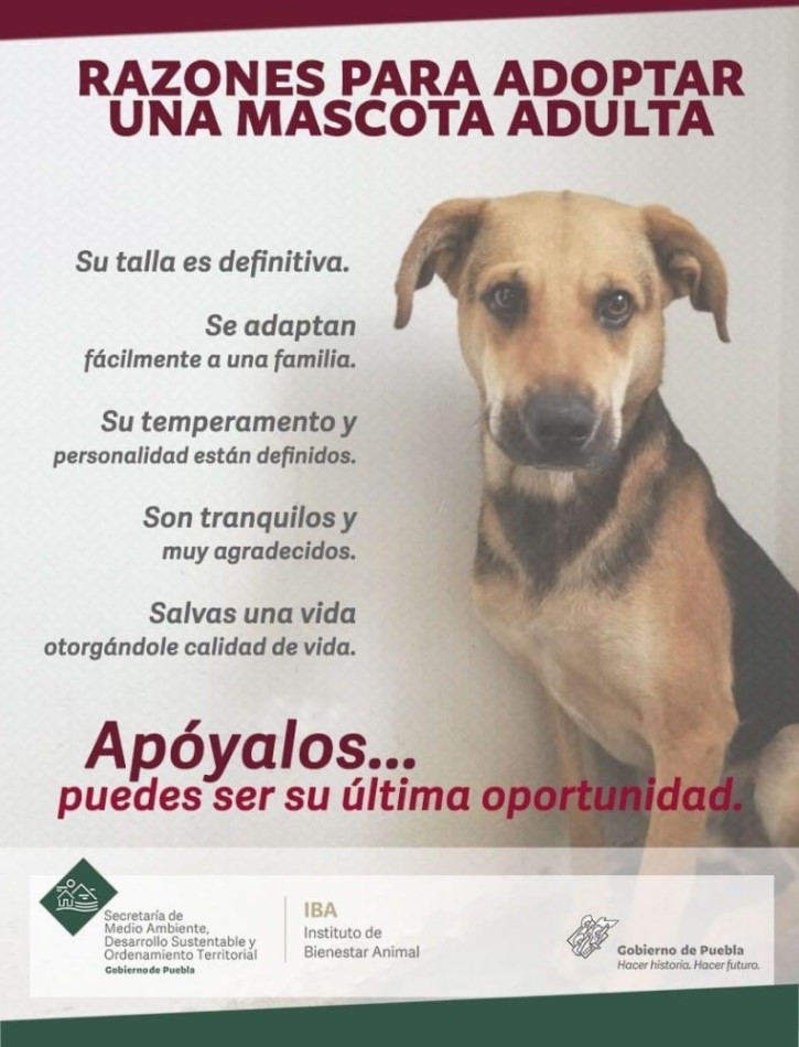 Perrito adopcion