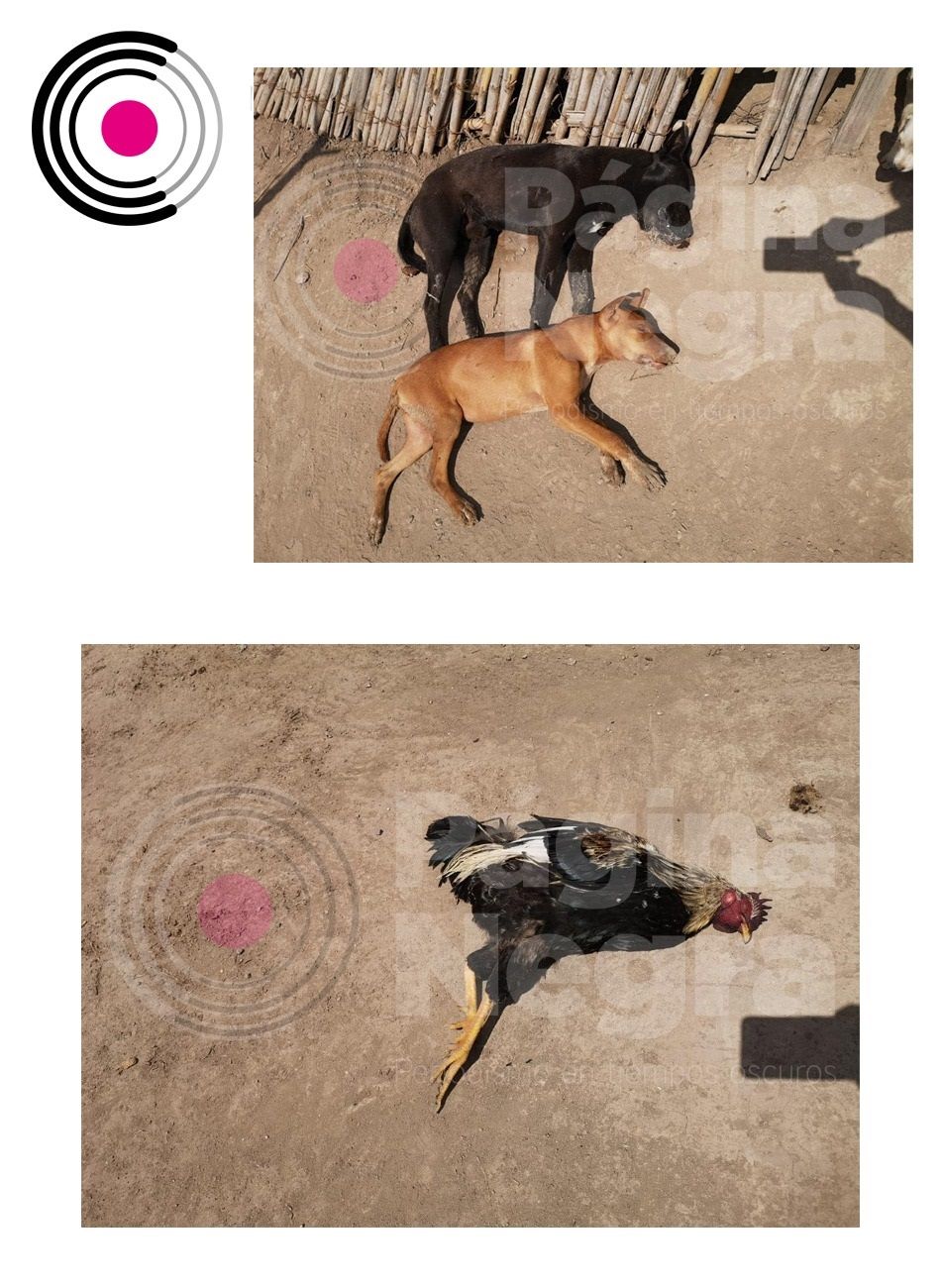 animalitos