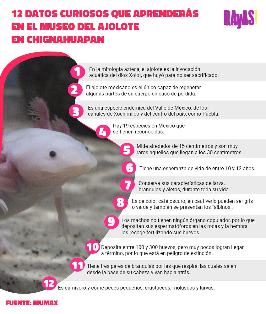 info ajolote