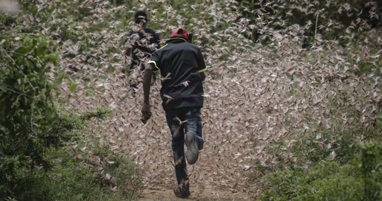 plaga langostas somalia 768x405