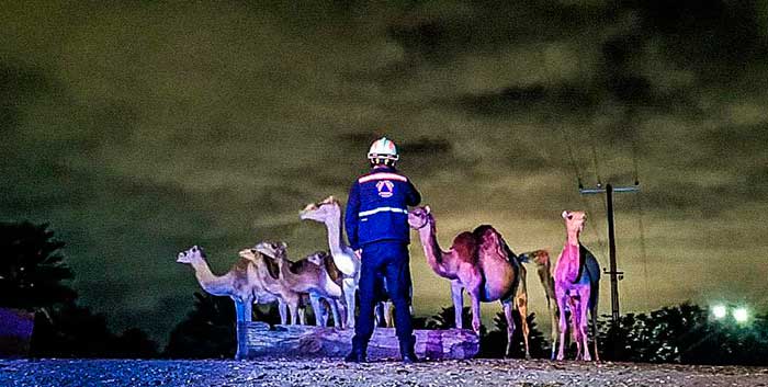 zoologico queretaro accidente camellos 2