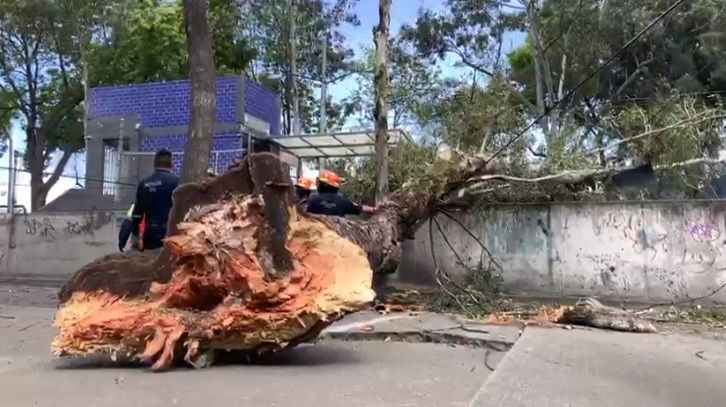 árbol 1