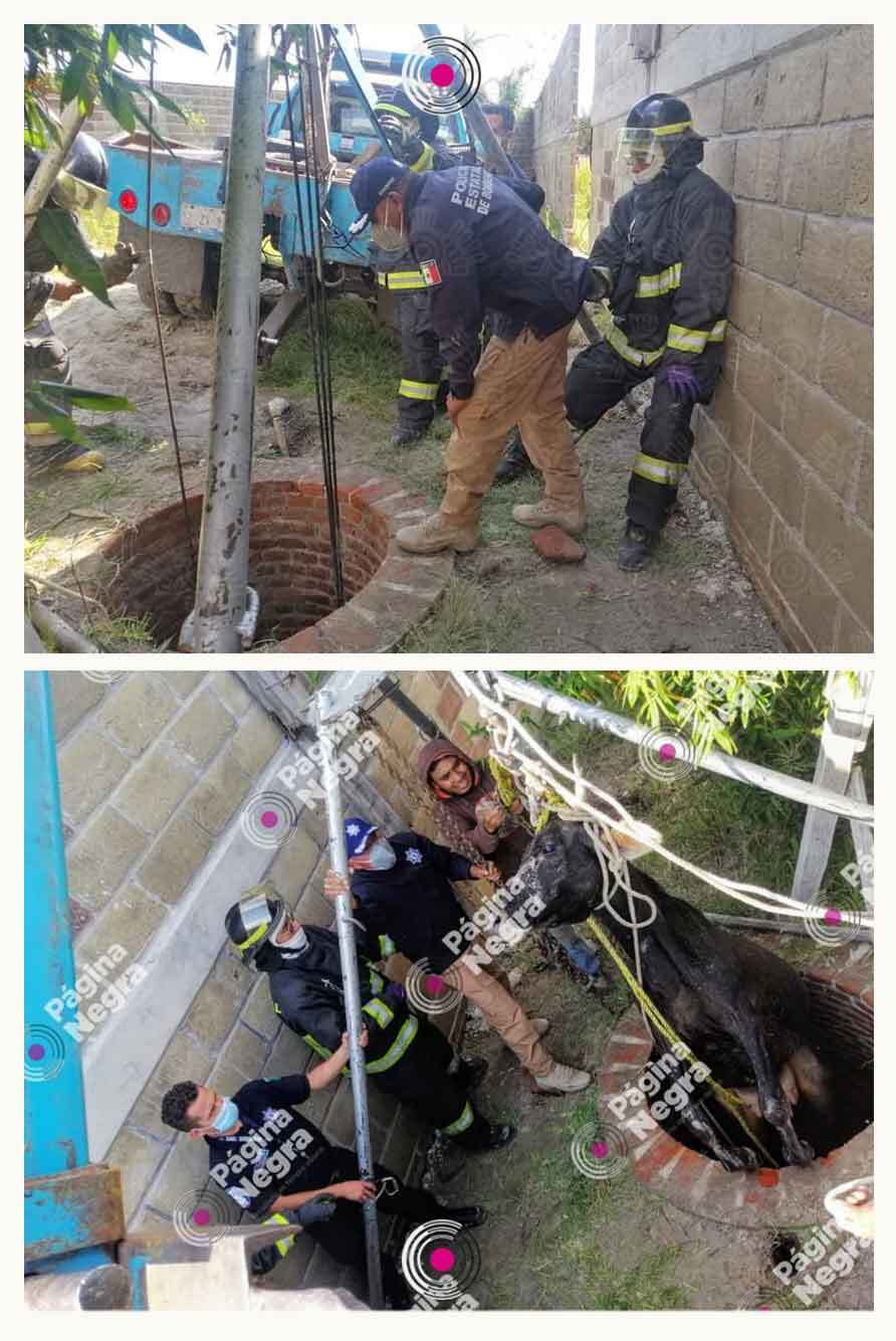 1Rescate-vaca-de-pozo.jpg