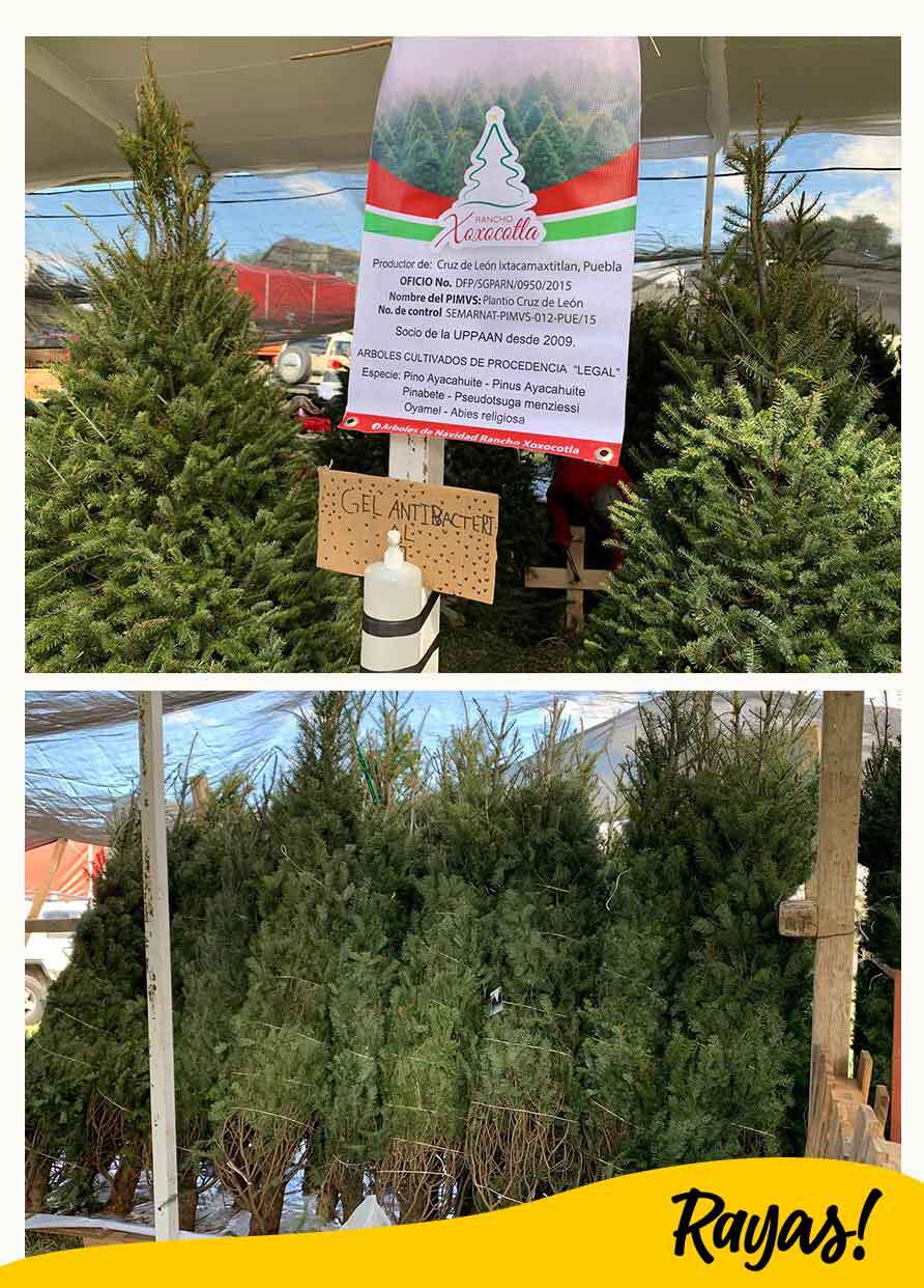 3 rboles de navidad xoxocotla puebla 2021