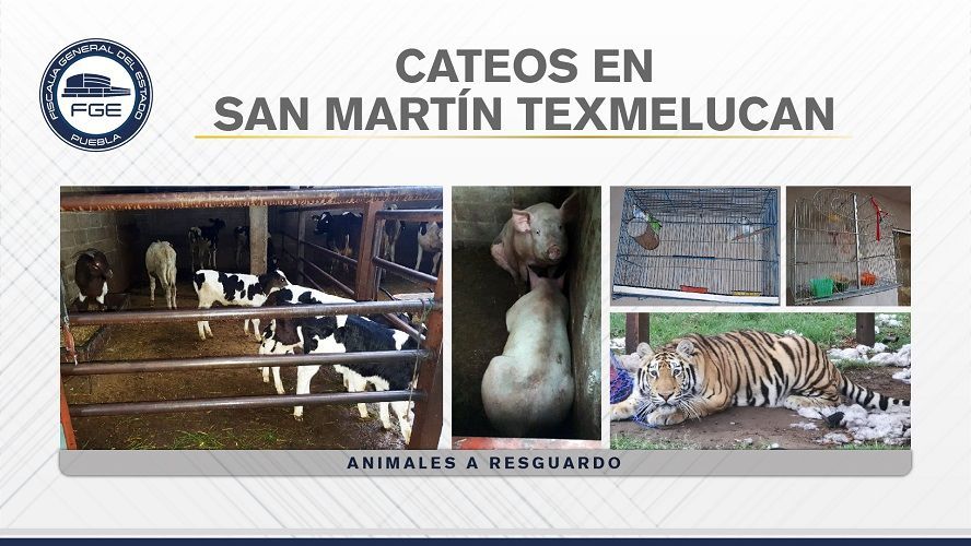 Cateos San Martín texmelucan 04