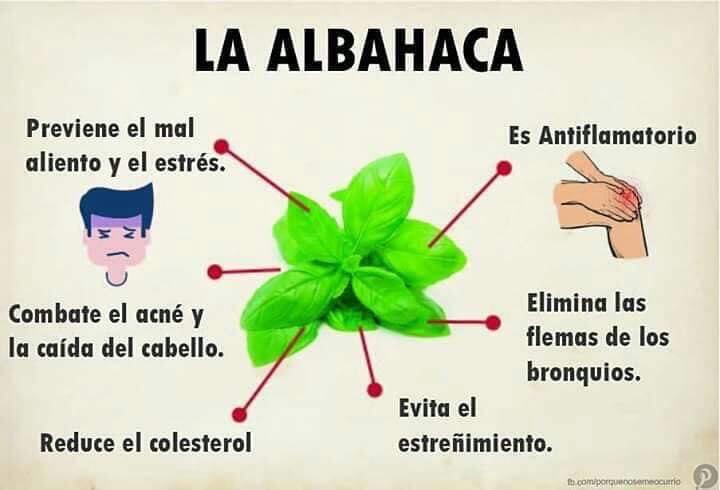 albahaca.jpg