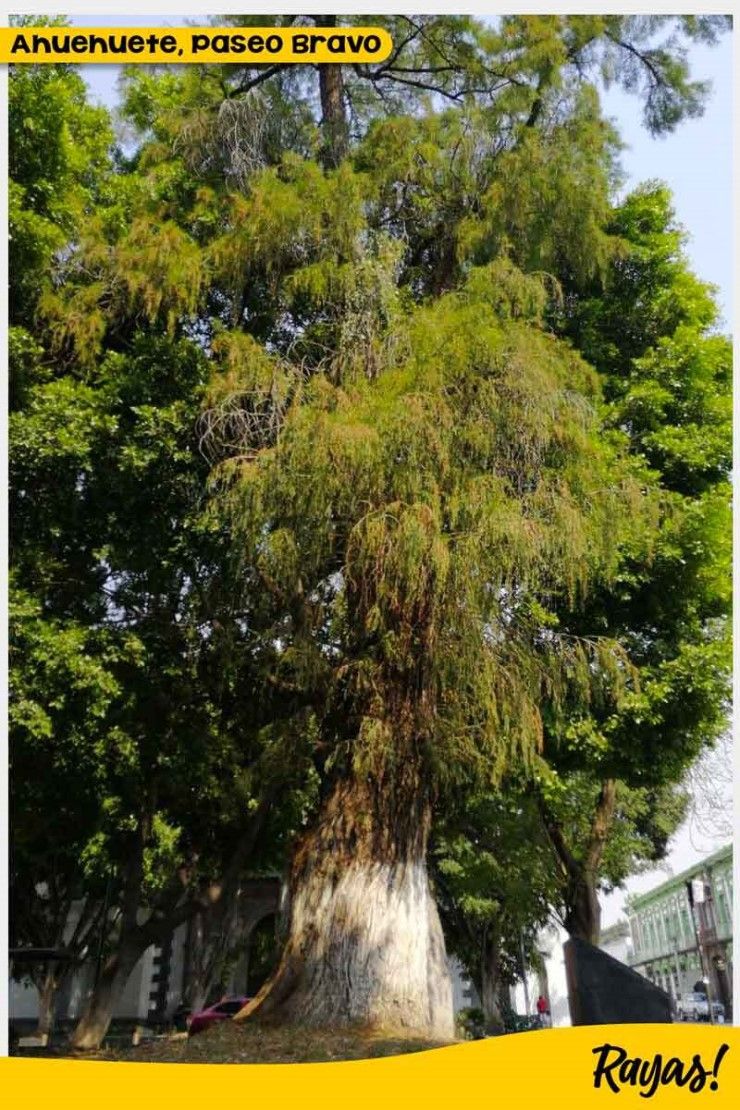 arbol ahuehuete