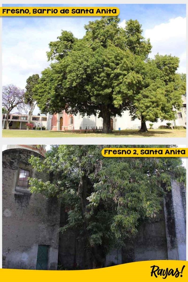 arbol fresno