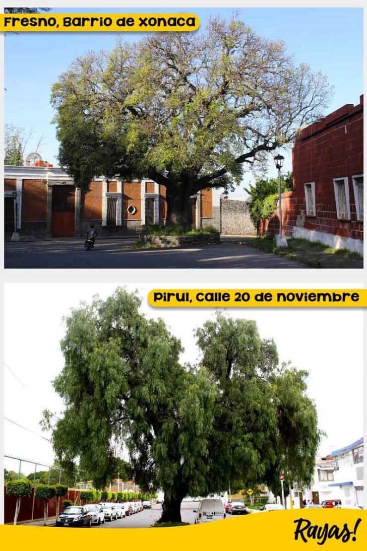 arbol pirul