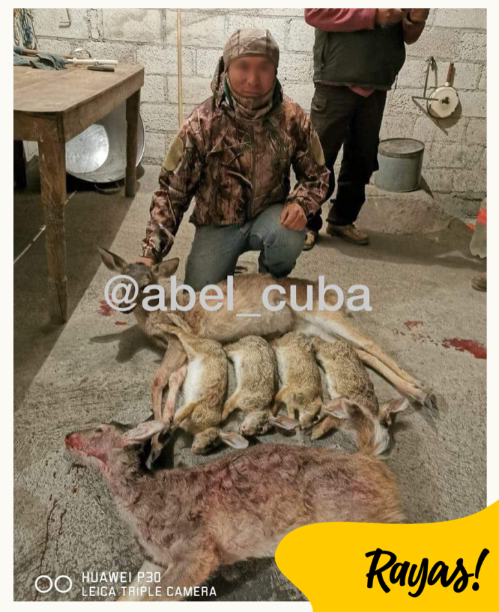 cazadores 1