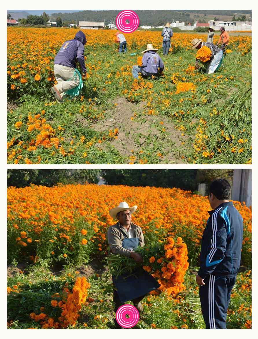 cempas chilt cholula 1