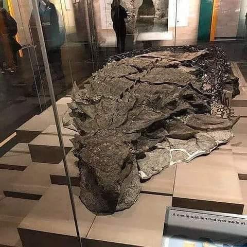 Conoce el fósil de dinosaurio mejor conservado, está casi intacto