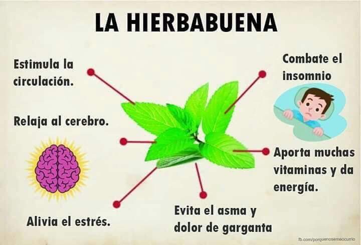 hierbabuena_1.jpg