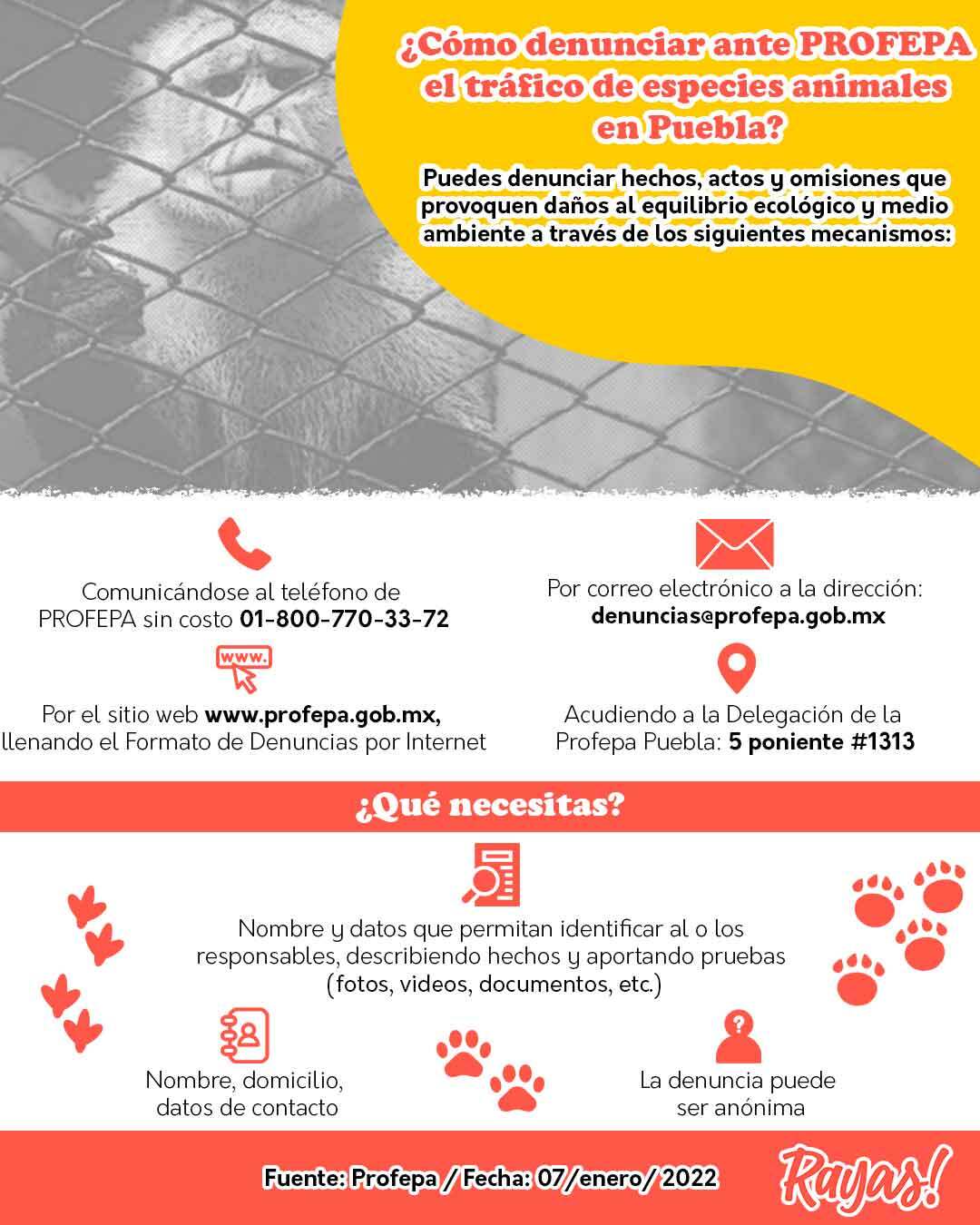 infografia_Rayas_trafico_animal_puebla.jpg