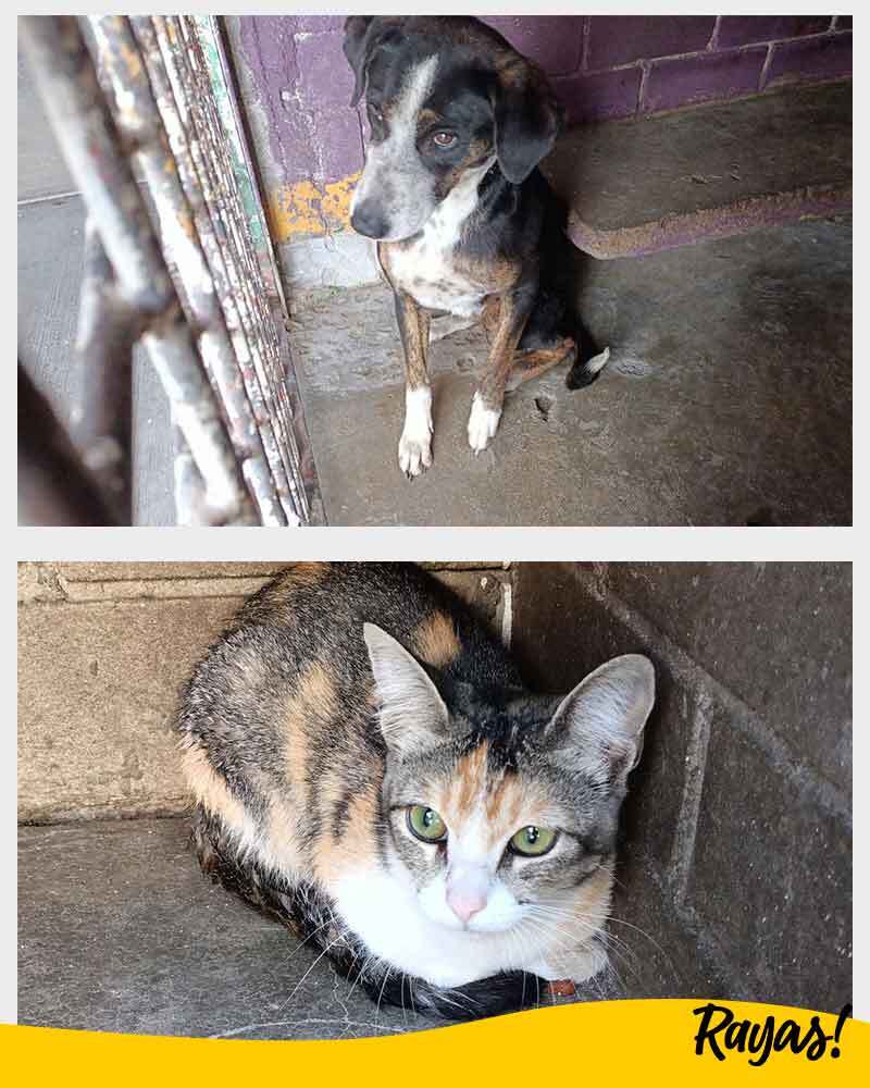 interiores_gatos-perro.jpg