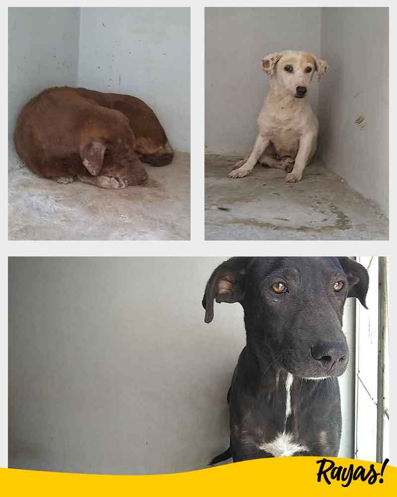 interiores_perritos.jpg