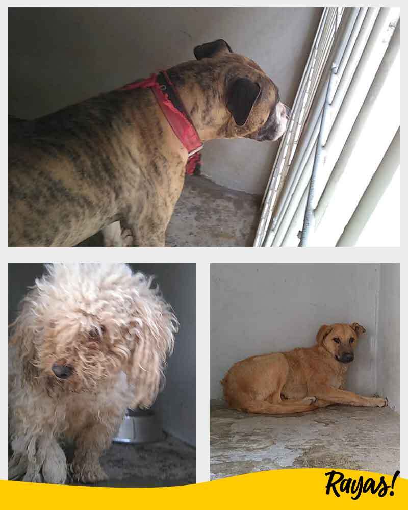 interiores_perritos_pue.jpg