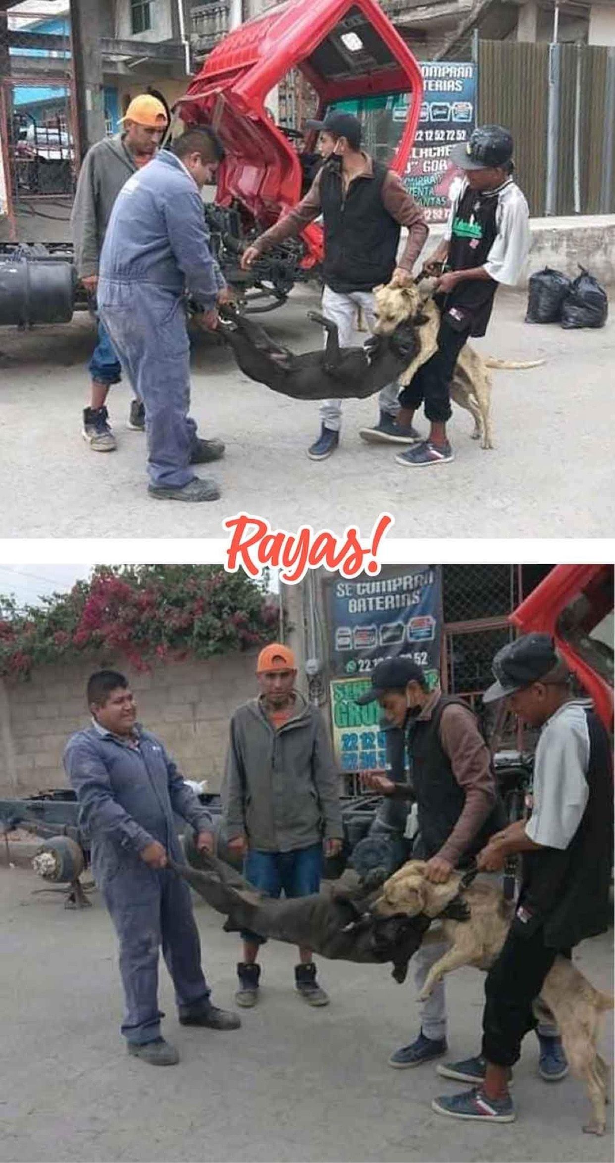 Un grupo de cuatro sujetos son buscados en Amozoc por URSVA Puebla para presentar una denuncia por maltrato animal y realizar peleas de perros clandestinas.